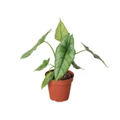 Alocasia 'Dragon's Breath' - 4 in pot — Black Eyed Susan's Flowers & Plants