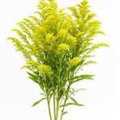 Aster Solidago (Fresh)