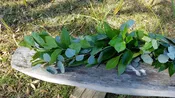 Cocculus, Eucalyptus & Salal