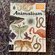 Animalium by Katie Scott and Kathy Willis