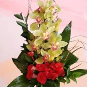 Cymbidium Orchid with a Half Dozen Roses FS6