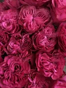 Exclusive Petali Heart Rosa