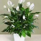 Peace Lily