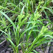 Carex lupuliformis<br>Hop-like Sedge