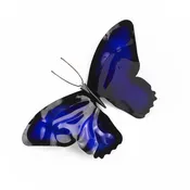 Butterfly Wall Art