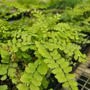 Adiantum pedatum