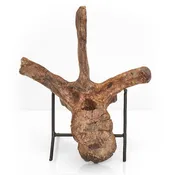 Fossilized Juvenile Allosaurus Vertebra