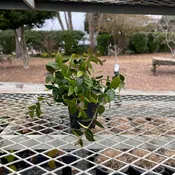 Asiatic Jasmine