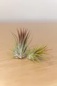 Mini Air Plant Cube
