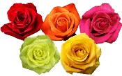 Rose Combo Box - 125 Stems
