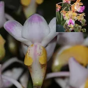 Aer. quinquevulnera x Aer. houlletiana