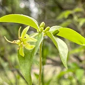 Medeola virginica