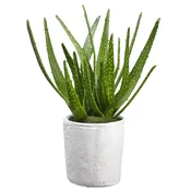 16.5″ Aloe in Mgo Pot