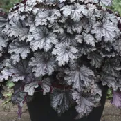 Dressed Up® 'Prom Dress' Coral Bells (Heuchera)