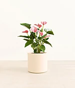 Anthurium Livium