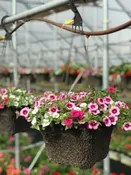 10" ANNUAL SINGLE VARIETY HANGING BASKET
