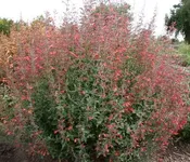 Agastache, Coronado Red