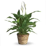 Peace Lily