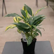 Alpinia zerumbet 'Variegata'