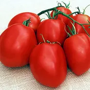 Amish Paste Tomato