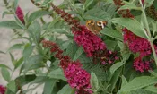 ‘Miss Molly’ Butterfly Bush (Buddleia x ‘Miss Molly’) – 3 gallon