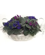AFRICAN VIOLET BASKET