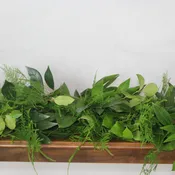 Cocculus, Plumosus & Salal