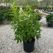 Ruby Spice Clethra