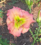 Chorus Line — Hillsdale Lily Garden
