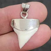 .925 Silver Cap Oceanic White Tip Shark Tooth – OWTCap-04