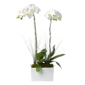 Double Stem White Phalaenopsis Orchid