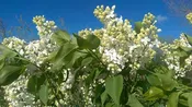 Syringa hyacinthiflora ‘Sister Justina’