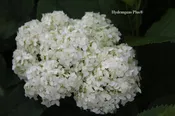 Hydrangea Arborescens Bounty