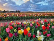 All Spring Tulip Mixture (100 Pack) | Custom Dutch Flower Bulbs — Burnside Farms