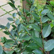 Camellia japonica 'High Fragrance' (Camellia)