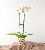 Cherished Heart Orchid