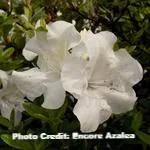 AZALEA ENCORE AUTUMN IVORY (3 GALLON) azalea x ‘encore’