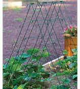 Squash and Cucumber A-Frame