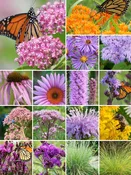 64 Plant Monarch Garden for Medium Soils