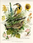 1957 ARTHUR B. SINGER | Western Meadowlark Print — LINDELL FLOWER FARM