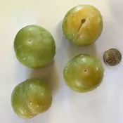 Flavor Queen Pluot Tree