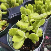 Cotyledon ladysmithensis