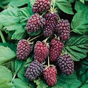 Blackberry 'Loganberry' 5 gallon