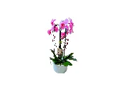 Colorful Pink lemonade orchid plants