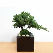 4″ Square Vase With Bonsai Tree