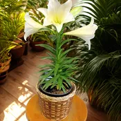 Easter Lily