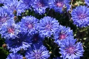 Blue Wildflower Mix