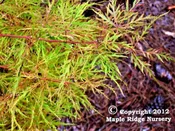 Acer palmatum 'Chantilly Lace' Lace Leaf Japanese Maple