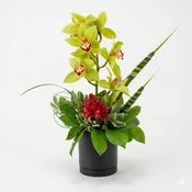 Opulent Orchid