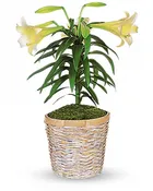 Easter lily plant